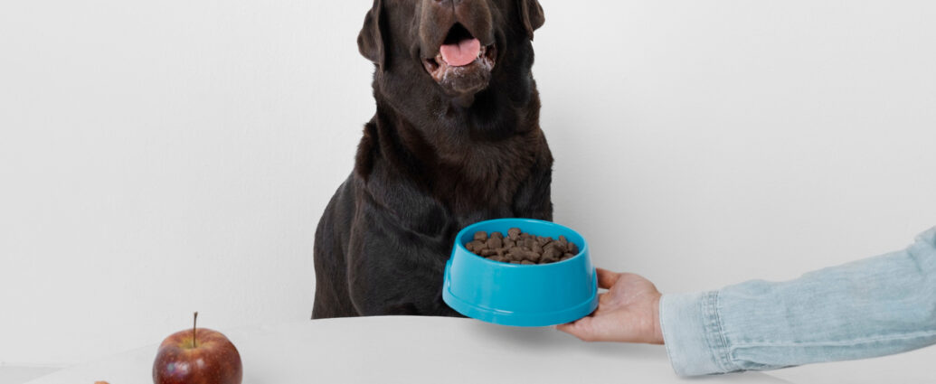 Importanța nutriției în viața câinelui?