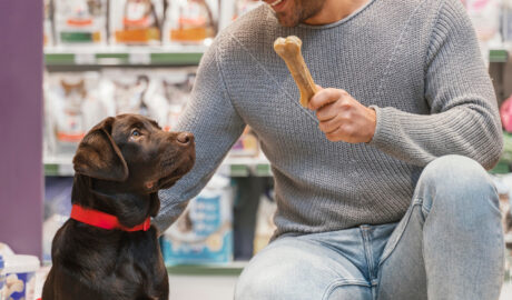 Talii de Câini și Selectarea Mâncării Potrivite: Ghid pentru Asigurarea Nutriției Optime a Patrupedului Tău